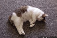 Cat Pregnancy Stages: Timeline, Signs, and What to Expect