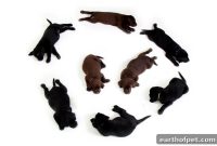 Dog Pregnancy Stages: What Owners Need to Know
