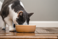 Switch Your Cat to Natural Wellness Kibble: Part 2