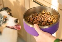 How to Switch Your Dog’s Food: Transition to Wet or Dry Diets