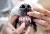 Dog Teeth Cleaning: Complete Guide to Cleaner, Whiter Teeth