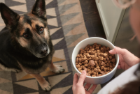 Beef Dog Food Your Dog Will Crave