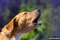 7 Practical Ways to Control Dog Barking and Noise