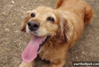 Why Is My Dog Panting So Heavily? Vets Explain