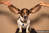 Dog Ear Infections: Causes, Treatment and Prevention