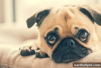 Dog Vomiting: Causes, Home Care, and When to See a Vet