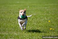 How Much Daily Exercise Does Your Dog Really Need?