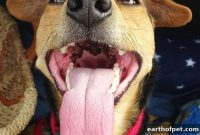 Heat Exhaustion in Dogs: Signs, First Aid and Prevention