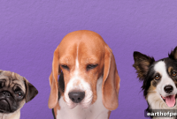 Do Dogs Feel Emotions? What Science Reveals