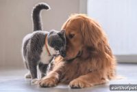 5 Reasons to Adopt a Cat and a Dog Together