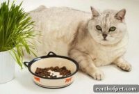 US Pets Reach Record Obesity Levels, APOP Study Finds