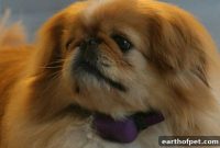 Smart Collar Detects Health Issues in Wine-Loving Dog