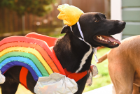 Predicted Halloween Dog Costume Trends for 2022
