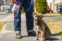 How to Choose Dog Training Treats: Key Features to Look For