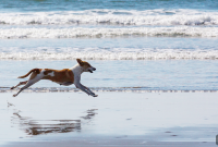 Dog Dehydration: Signs, Causes and Treatments