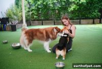 Dog Daycare: What to Check Before You Enroll