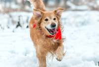 How Long Can Dogs Safely Play in the Snow?