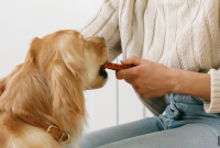 Top 5 Dog Dental Chews for Cleaner Teeth and Fresher Breath