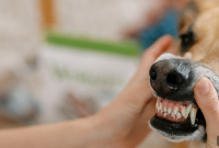 Dog Gums and Teeth: How to Tell If They Are Normal