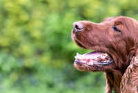Dog Dental Cleaning Costs: 5 Things to Know Before Booking