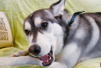 5 Vet-Approved Ways to Prevent Dental Disease in Dogs