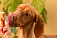Why Hypoallergenic Dog Treats Matter for Sensitive Pets