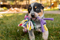 10 Reasons to Bring a Puppy Home