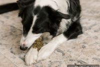 Do Dog Dental Chews and Treats Really Clean Teeth?