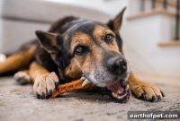 Eliminate Your Dog’s Bad Breath with Dental Chews