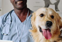Dog Tooth Extraction: What to Expect