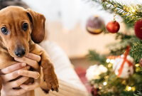 Puppy-Proof Your Christmas Tree: Keep Your Pup Safe