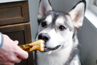 How to Brush Your Dog’s Teeth: Tips for Pet Owners