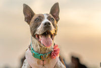 Plaque vs Tartar in Dogs: How They Cause Dental Disease