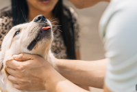 Stop Your Dog’s Bad Breath: 7 Vet-Approved Tips