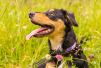 Calming Your Dog’s Spring Fever: Tips for Seasonal Hyperactivity