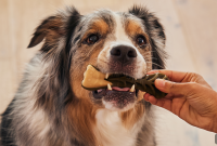 5 Early Signs of Periodontal Disease in Dogs