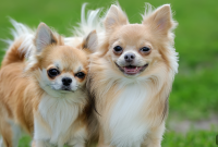 7 Dog Breeds at High Risk for Dental Disease