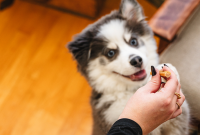 When Do Puppies Lose Their Baby Teeth? Timeline and Signs