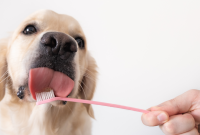 How Often to Brush Your Dog’s Teeth: Vet-Recommended Schedule