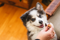 New Puppy Timeline: Vaccinations, Socialization and Training