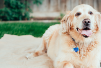 Senior Dog Dental Care: A Practical Owner’s Guide