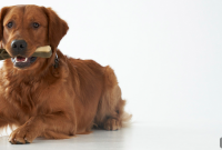 Dog Treats for Bad Breath Relief