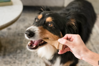 How Chew Toys Reduce Stress and Boredom in Dogs