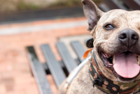 Dog Dental Care: How to Clean and Protect Your Dog’s Teeth