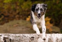 Unleash Fun: Organized Activities to Do with Your Dog