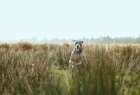 10 Dog-Friendly Spring Adventures to Try This Season