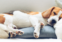 PetPace Enables Early Detection of Hyperthyroidism in Cats