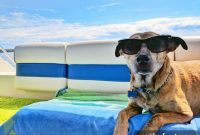 10 Summer Dangers Every Dog Owner Should Know
