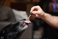 CBD Oil for Pets: What Owners Need to Know