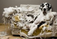 Quick First Aid for Dog Separation Anxiety